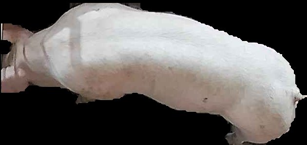 Crop