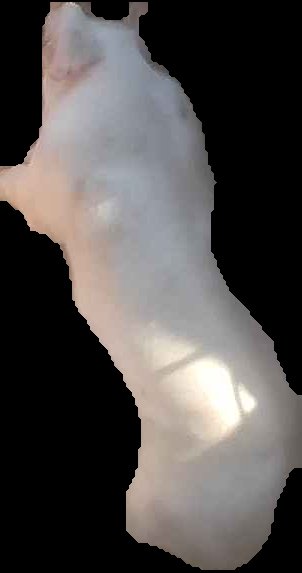 Crop