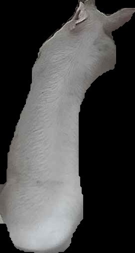 Crop