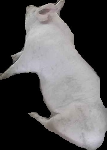 Crop