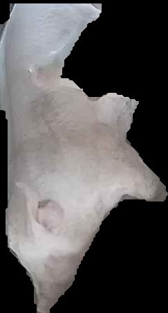 Crop
