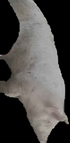 Crop
