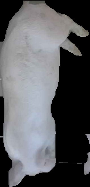 Crop