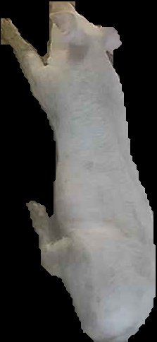 Crop