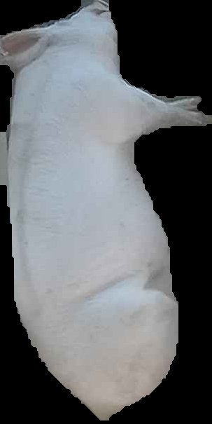 Crop