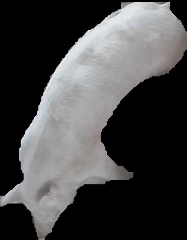 Crop