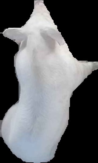 Crop