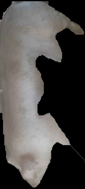 Crop