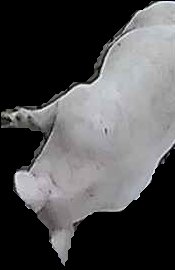 Crop