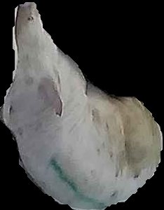 Crop