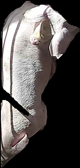 Crop