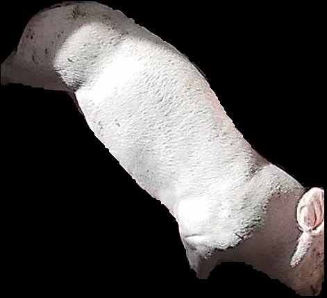 Crop
