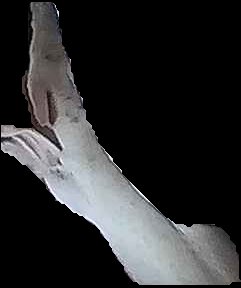 Crop