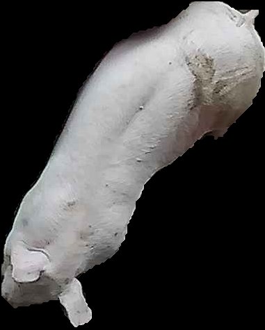 Crop