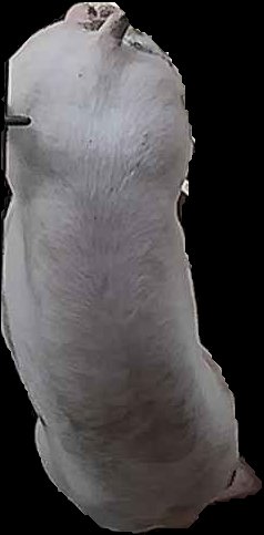 Crop