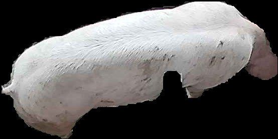 Crop
