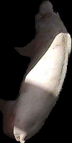 Crop
