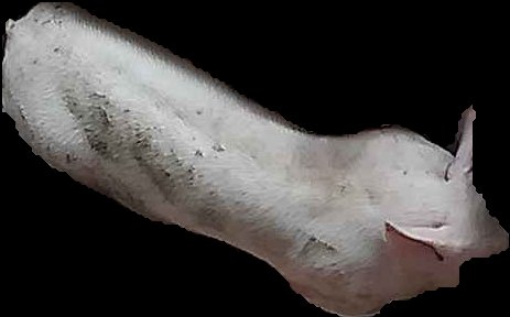Crop