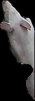 Crop