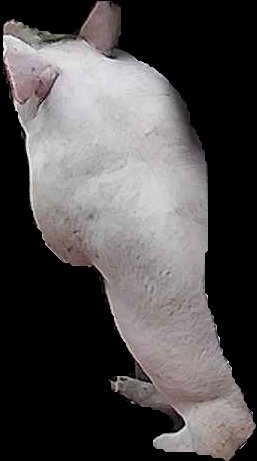 Crop