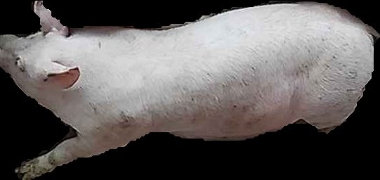 Crop