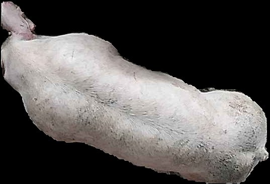Crop
