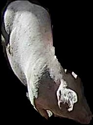 Crop