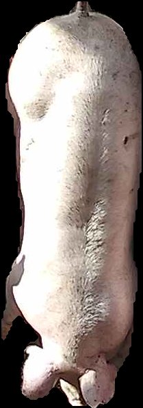 Crop