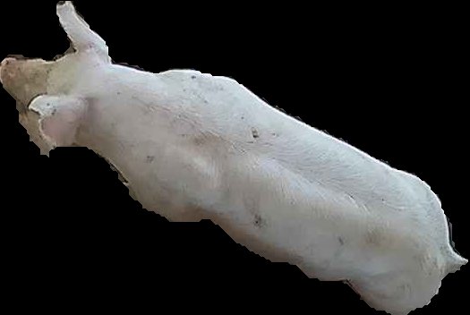 Crop