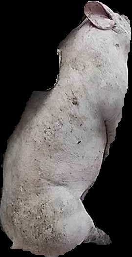 Crop
