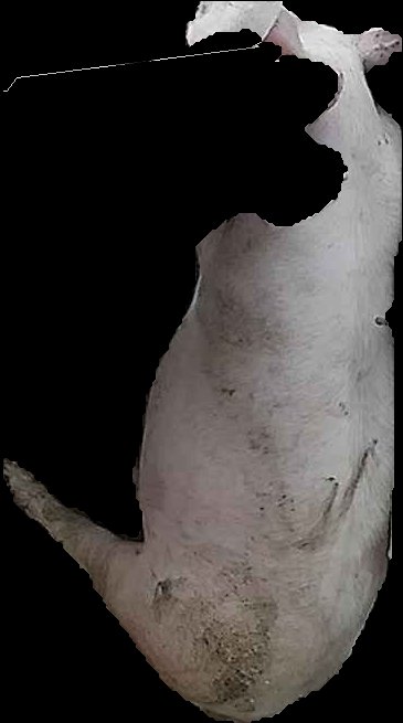 Crop