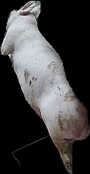 Crop