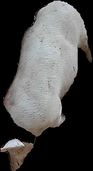 Crop