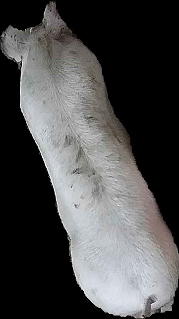 Crop