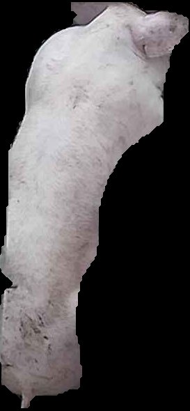 Crop