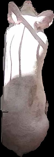 Crop