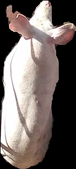 Crop