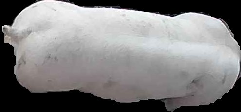 Crop