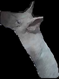 Crop