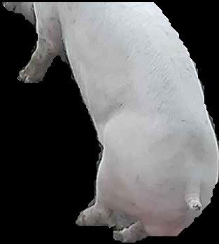 Crop