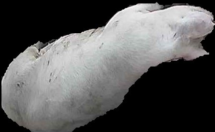 Crop