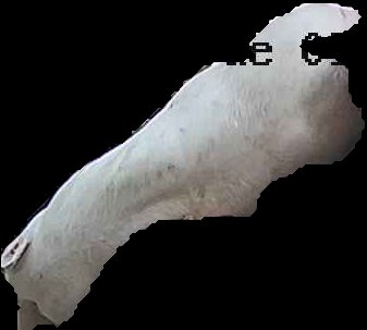 Crop