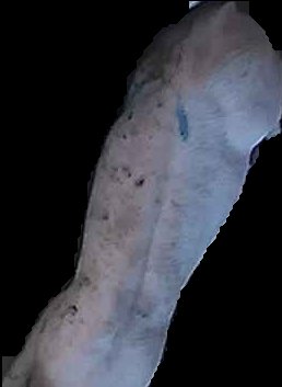 Crop