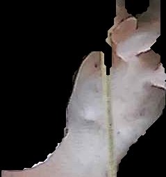 Crop