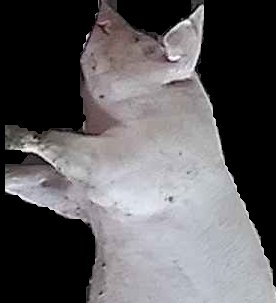 Crop