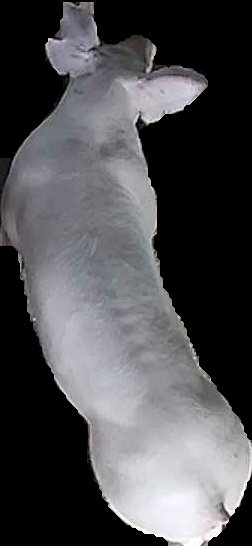 Crop