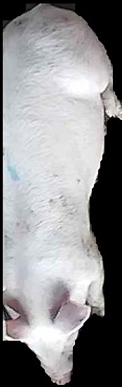 Crop