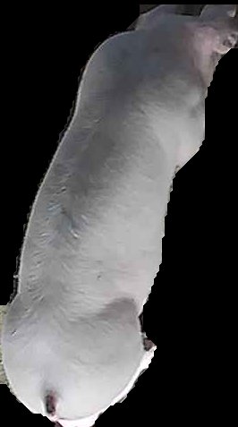 Crop