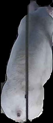 Crop