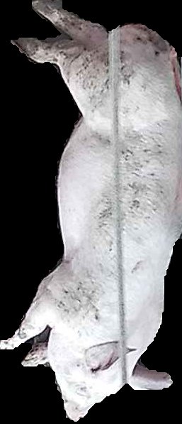 Crop